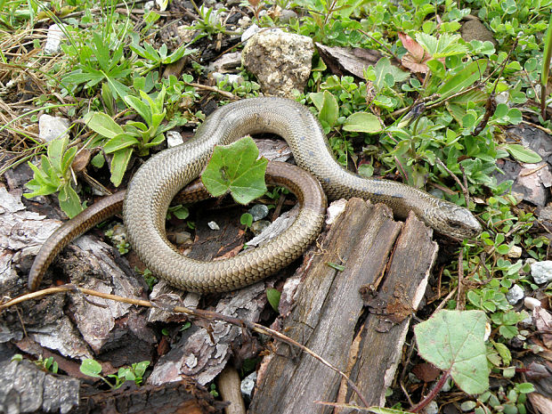 slepúch lámavý / slepýš křehký Anguis fragilis Linnaeus, 1758