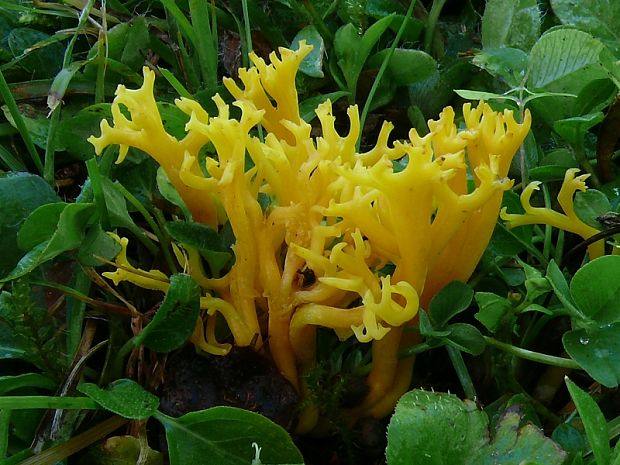 kyjovečka růžkovitá - Pakonárovka parôžkovitá Clavulinopsis corniculata  (Schaeff.) Corner