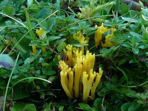 kyjovečka růžkovitá - Pakonárovka parôžkovitá Clavulinopsis corniculata (Schaeff.) Corner