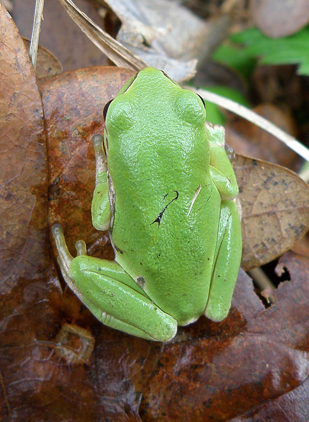 rosnička zelená   Hyla arborea Linnaeus, 1758