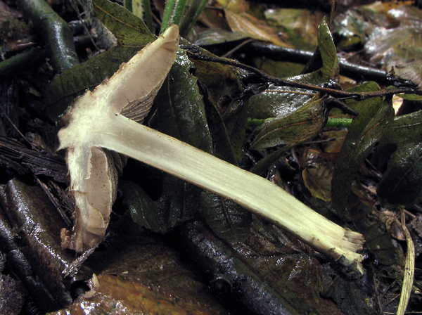 vláknica chochlačková Inocybe corydalina Quél.