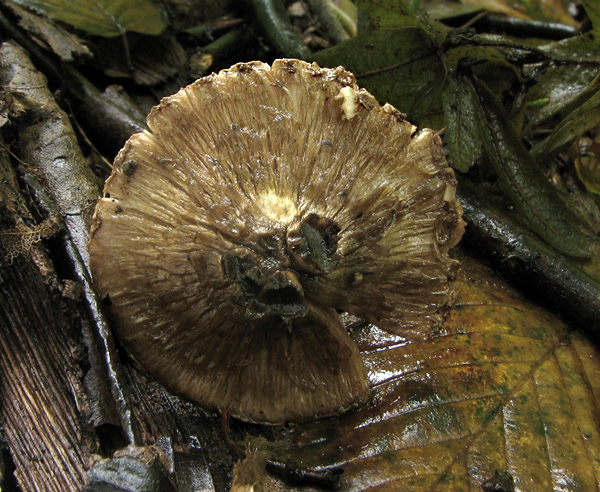 vláknica chochlačková Inocybe corydalina Quél.