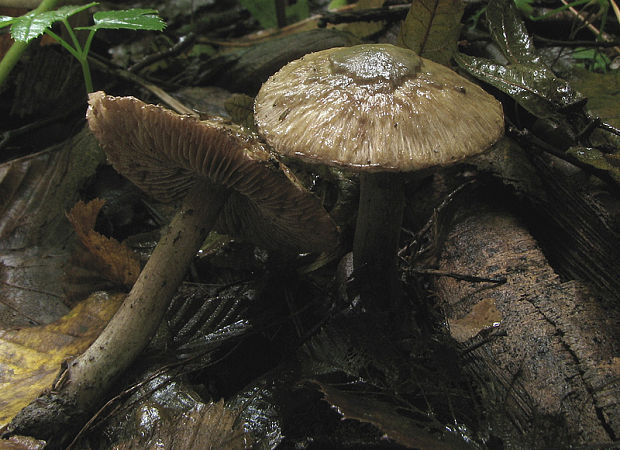 vláknica chochlačková Inocybe corydalina Quél.