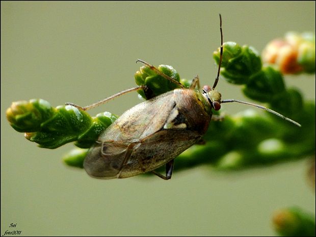 bzdôška Lygus pratensis