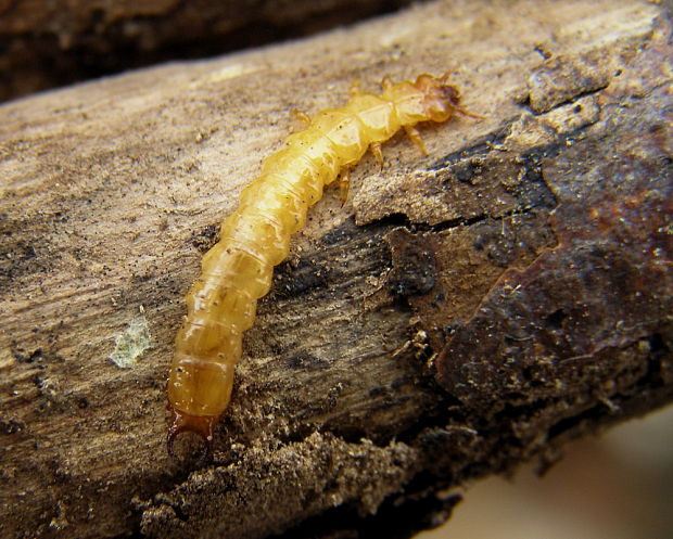 červenáčik ohnivý, larva Pyrochroa coccinea