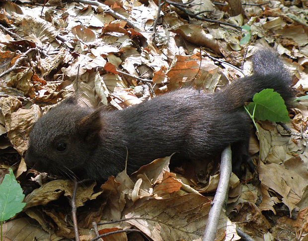 veverica stromová (obyčajná) / veverka obecná Sciurus vulgaris Linnaeus, 1758