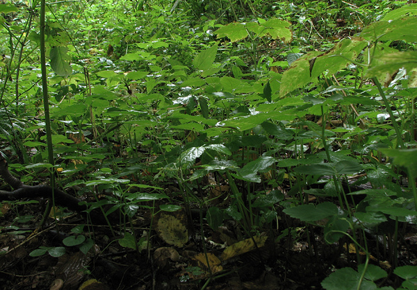 biotop - Inocybe corydalina