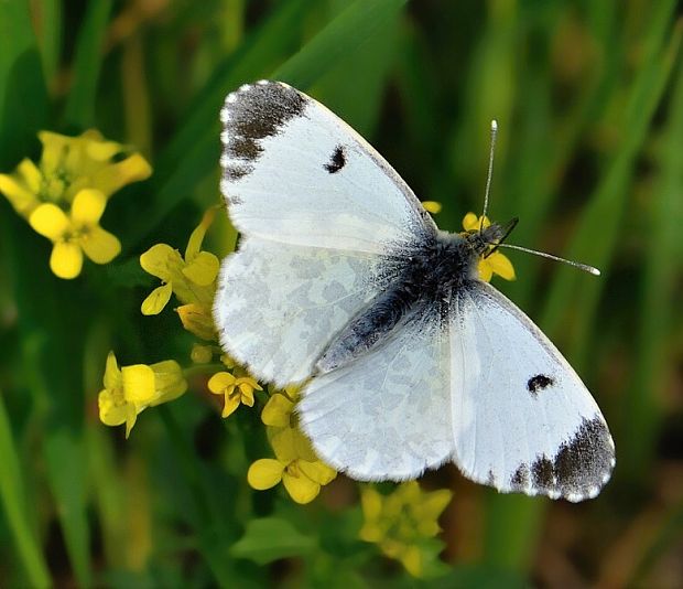 mlynárik žeruchový Anthocharis cardamines