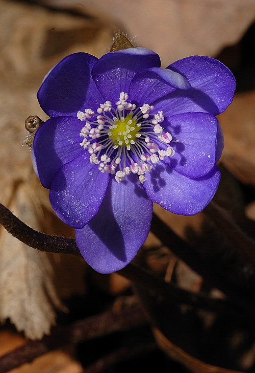 pečeňovník trojlaločný Hepatica nobilis Schreb.