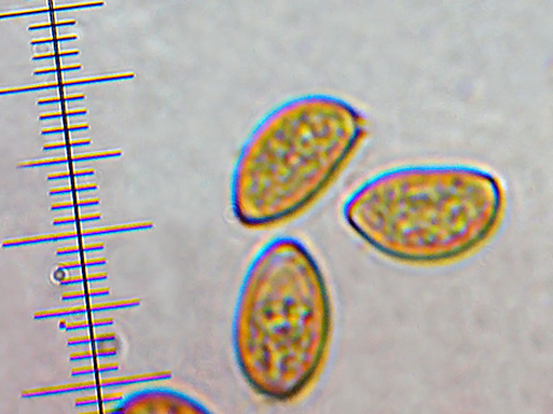 vláknica Inocybe auricoma (Batsch) J.E. Lange