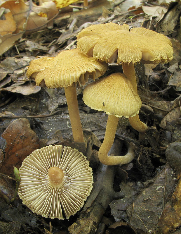 vláknica Inocybe auricoma (Batsch) J.E. Lange