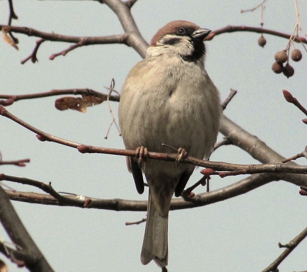 vrabec poľný -vrabec polní  Passer montanus