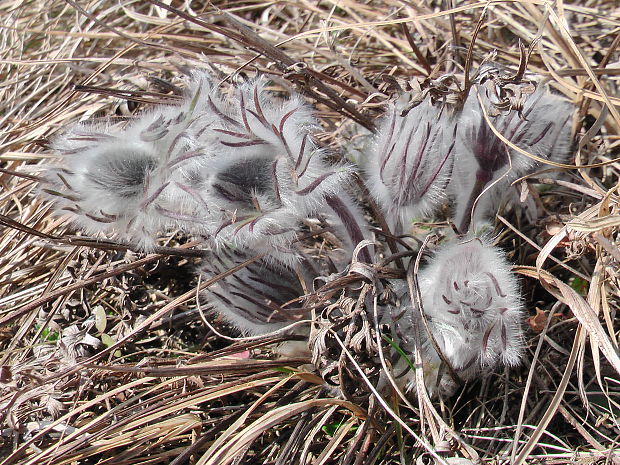 poniklec lúčny český  Pulsatilla pratensis subsp. bohemica Skalický