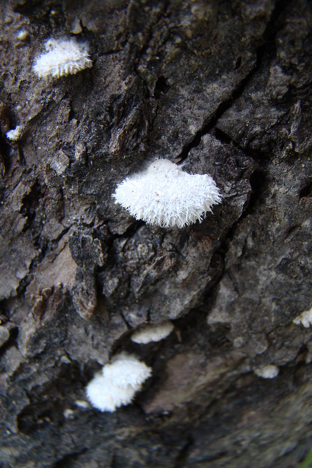 klanolupeňovka Obyčajná Schizophyllum commune Fr.