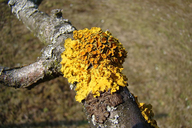 diskovník Múrový Xanthoria parietina var. parietina