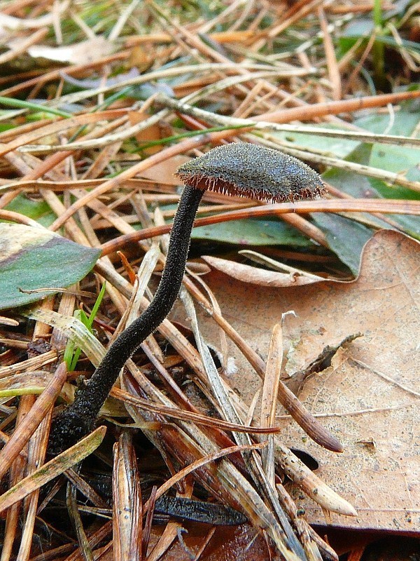 lopatovka obyčajná Auriscalpium vulgare Gray