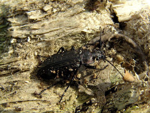 bystruška zrnitá Carabus granulatus.