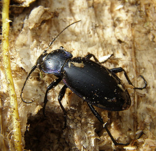 bystruška fialová Carabus violaceus