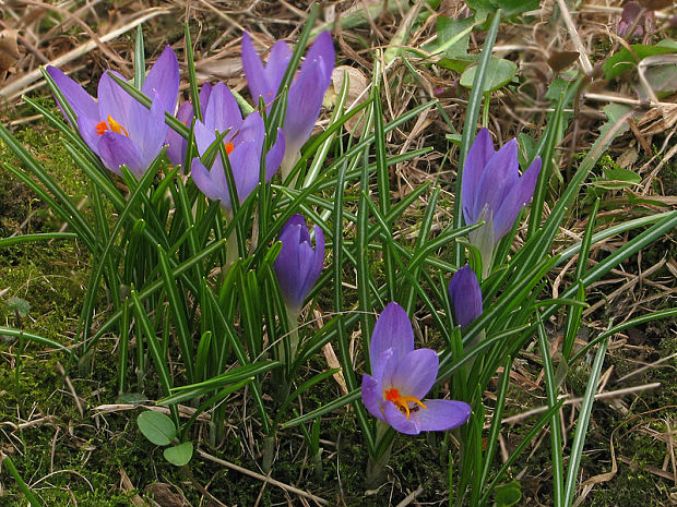 šafrán Crocus sp.