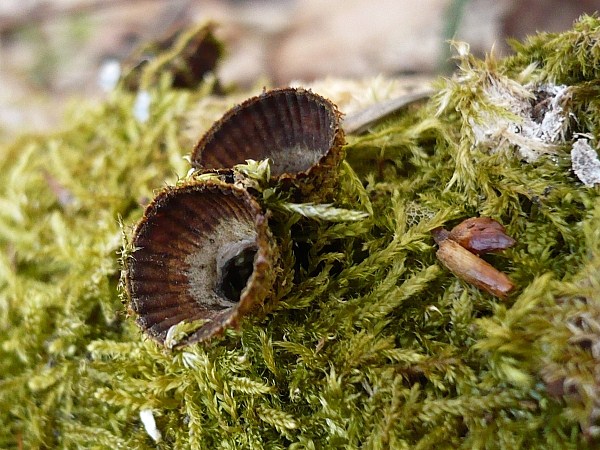 čiaškovec pásikavý Cyathus striatus (Huds.) Willd.