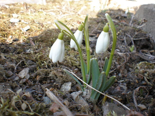 snežienka jarná Galanthus nivalis L.