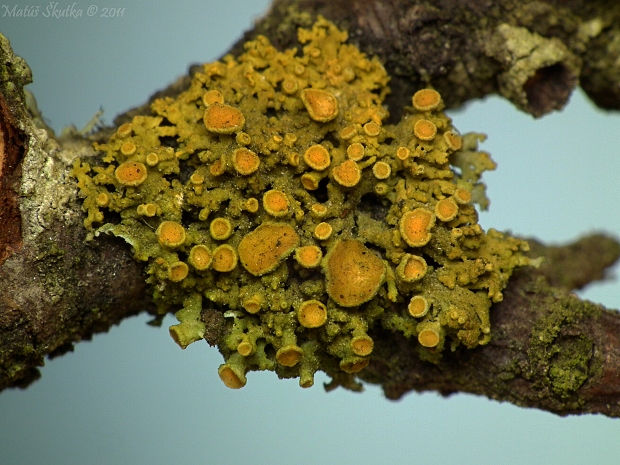 diskovník mnohoplodý Massjukiella polycarpa (Hoffm.) S.Y. Kondr., Fedorenko, S. Stenroos, Kärnefelt, Elix, J.S. Hur & A. Thell