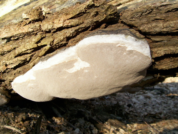 ohňovec Phellinus sp.