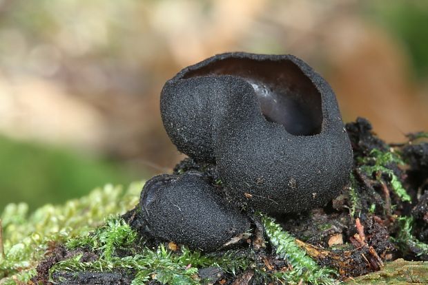 misôčka  Pseudoplectania sp.