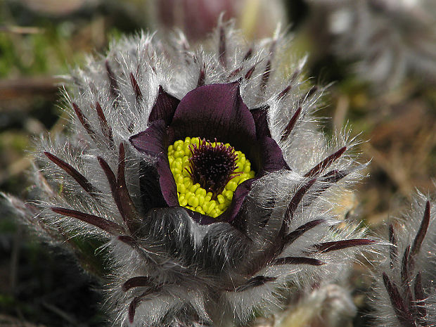 poniklec lúčny český Pulsatilla pratensis subsp. bohemica Skalický