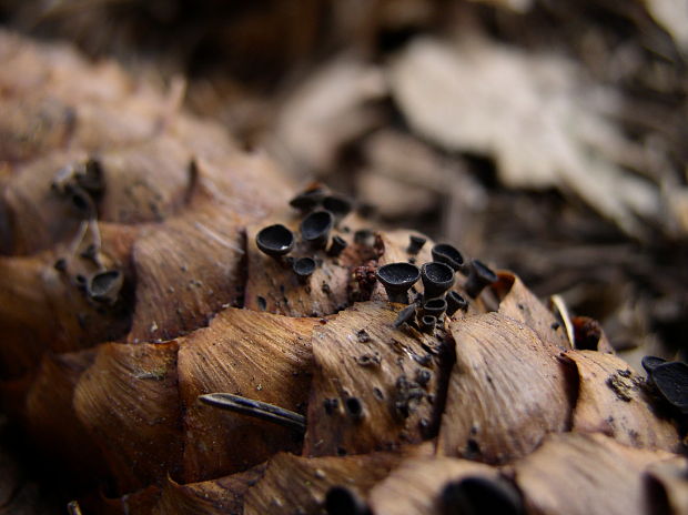 jahňadka smreková Rutstroemia bulgarioides (P. Karst.) P. Karst.