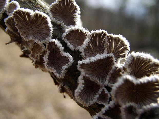 klanolupeňovka obyčajná Schizophyllum commune Fr.