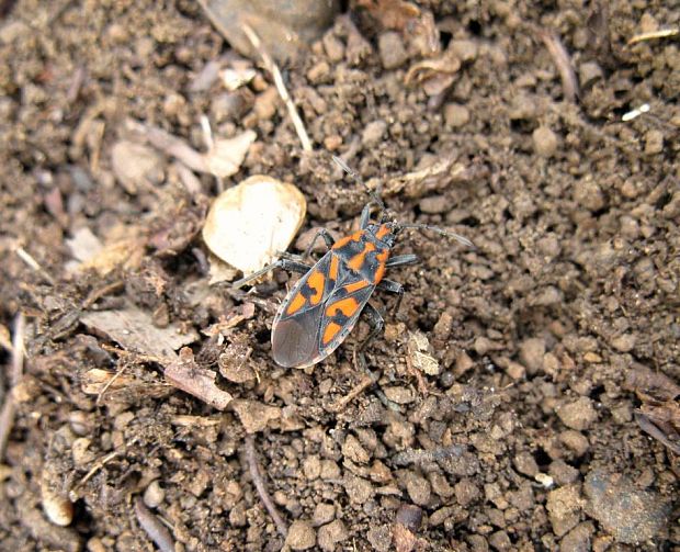 behavka skalná Spilostethus saxatilis