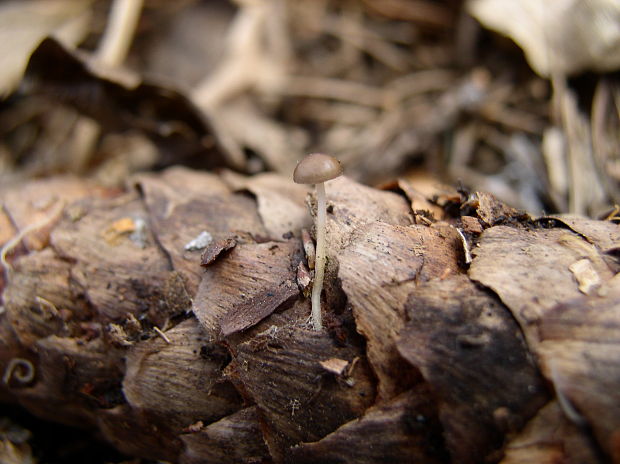 peniazočka smreková Strobilurus esculentus (Wulfen) Singer