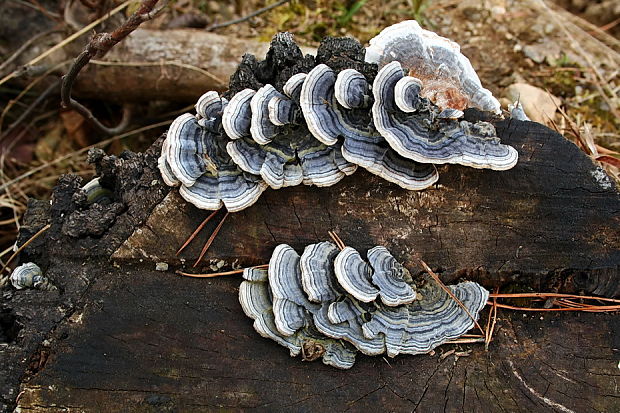 trúdnikovec pásikavý Trametes ochracea (Pers.) Gilb. & Ryvarden