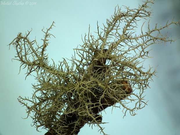 bradatec srstnatý Usnea hirta (L.) Weber ex Wigg.