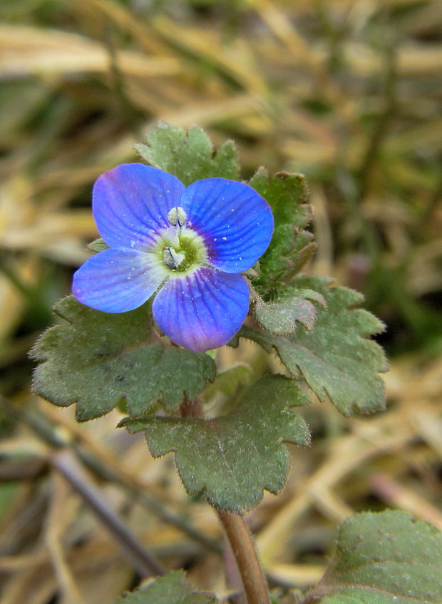 veronika Veronica persica Poir.