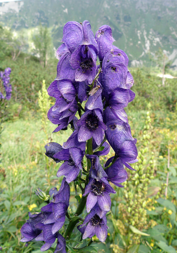 prilbica tuhá Aconitum firmum Rchb.