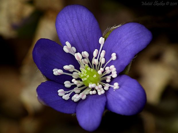 pečeňovník trojlaločný Hepatica nobilis Schreb.