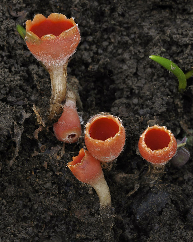 ohnivček zimný Microstoma protractum (Fr.) Kanouse