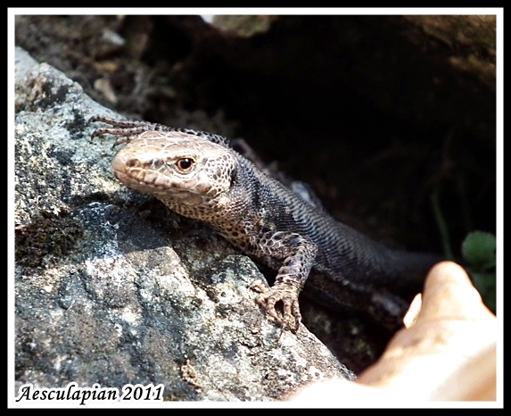 jašterica murová Podarcis muralis