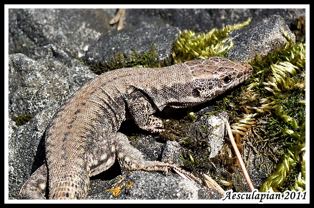 jašterica murová Podarcis muralis