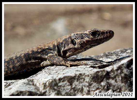 jašterica murová Podarcis muralis