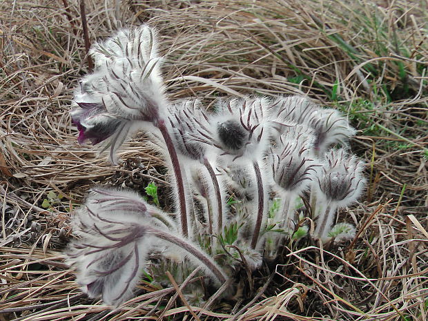 poniklec lúčny český  Pulsatilla pratensis subsp. bohemica Skalický