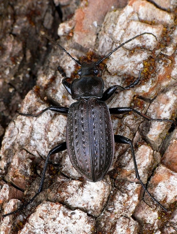 bystruška zrnitá Carabus granulatus Linnaeus, 1758