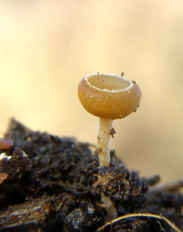 jahňadka obyčajná Ciboria amentacea (Balb.) Fuckel