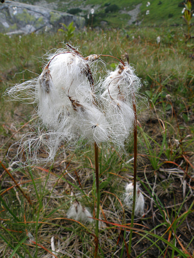 páperník úzkolistý Eriophorum angustifolium Honck.