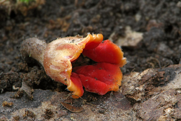 ohnivček zimný Microstoma protractum (Fr.) Kanouse