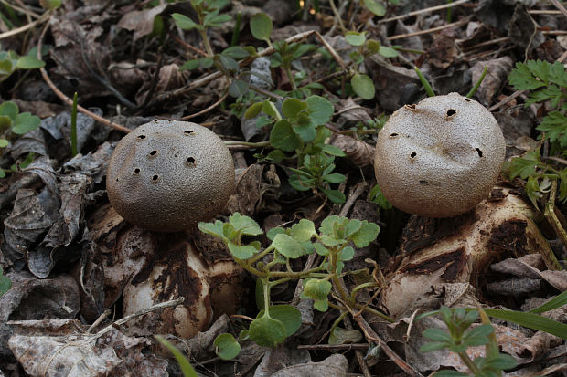 mnohokrčka dierkovaná Myriostoma coliforme (Dicks.) Corda