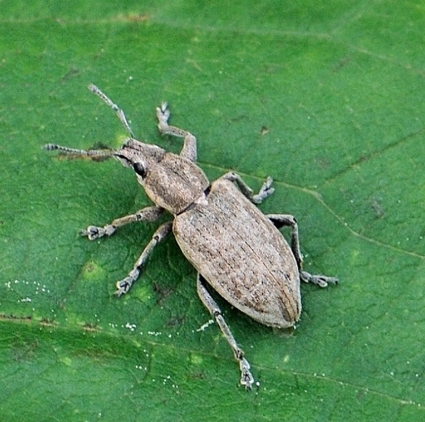 nosáčik Tanymecus palliatus