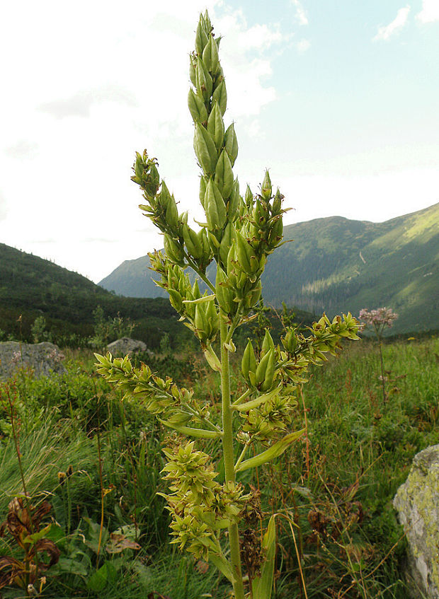 kýchavica biela lobelova Veratrum album subsp. lobelianum (Bernh.) Arcang.